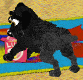 Skits the black Labrador
