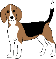 Beagle wagging tail